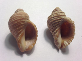 Смотреть фото Нептунея лирата Фото Нептунея лирата