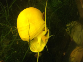 Смотреть фото Обыкновенная ампуллярия Фото Обыкновенная ампуллярия