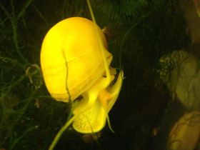 Смотреть фото Обыкновенная ампуллярия Фото Обыкновенная ампуллярия