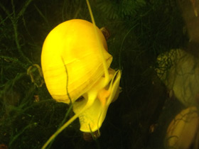 Смотреть фото Обыкновенная ампуллярия Фото Обыкновенная ампуллярия