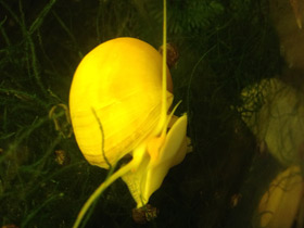 Смотреть фото Обыкновенная ампуллярия Фото Обыкновенная ампуллярия