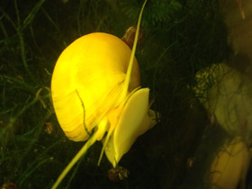 Смотреть фото Обыкновенная ампуллярия Фото Обыкновенная ампуллярия