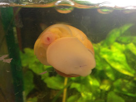 Смотреть фото Обыкновенная ампуллярия Фото Обыкновенная ампуллярия