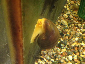 Смотреть фото Обыкновенная ампуллярия Фото Обыкновенная ампуллярия