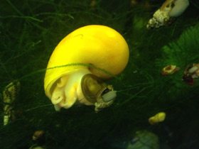 Смотреть фото Обыкновенная ампуллярия Фото Обыкновенная ампуллярия