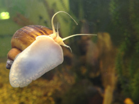 Смотреть фото Обыкновенная ампуллярия Фото Обыкновенная ампуллярия