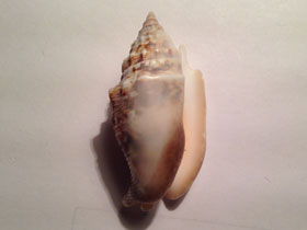 Смотреть фото Стромбус Дианы Фото Стромбус Дианы