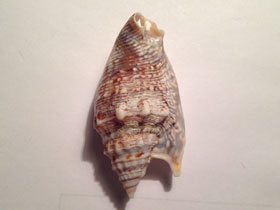 Смотреть фото Стромбус Дианы Фото Стромбус Дианы