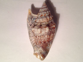 Смотреть фото Стромбус Дианы Фото Стромбус Дианы