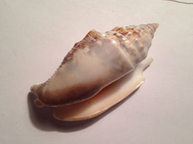 Смотреть фото Стромбус Дианы Фото Стромбус Дианы