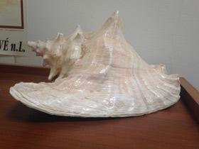 Фото Гигантский стромбус