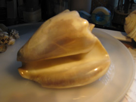 Фото Гигантский стромбус