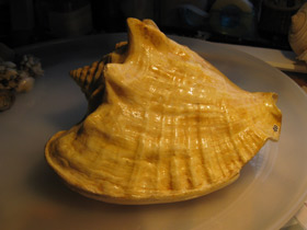 Фото Гигантский стромбус