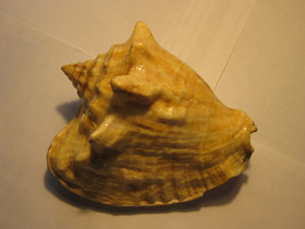 Фото Гигантский стромбус