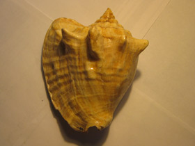 Фото Гигантский стромбус