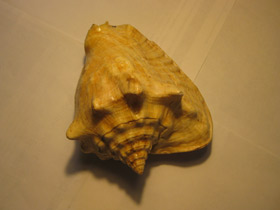 Фото Гигантский стромбус