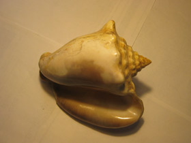 Фото Гигантский стромбус