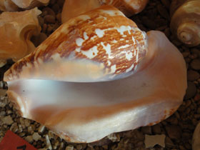 Смотреть фото Широчайший стромбус Фото Широчайший стромбус