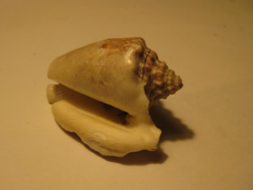 Смотреть фото Лягушачий стромбус Фото Лягушачий стромбус