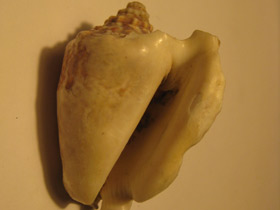 Смотреть фото Лягушачий стромбус Фото Лягушачий стромбус