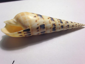 Смотреть фото Теребра меч марлина Фото Теребра меч марлина