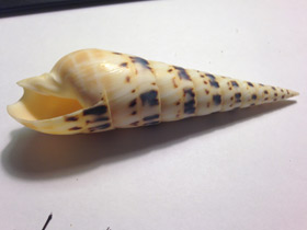 Смотреть фото Теребра меч марлина Фото Теребра меч марлина