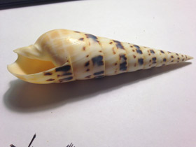 Смотреть фото Теребра меч марлина Фото Теребра меч марлина