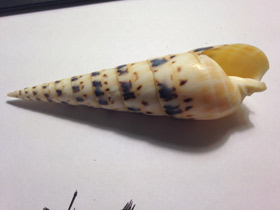 Смотреть фото Теребра меч марлина Фото Теребра меч марлина