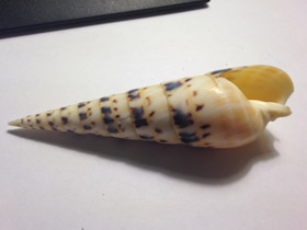 Смотреть фото Теребра меч марлина Фото Теребра меч марлина