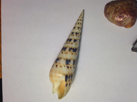 Смотреть фото Теребра меч марлина Фото Теребра меч марлина