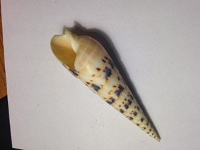 Смотреть фото Теребра меч марлина Фото Теребра меч марлина