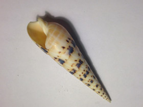 Смотреть фото Теребра меч марлина Фото Теребра меч марлина