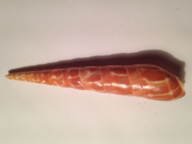 Фото Оранжевая теребра