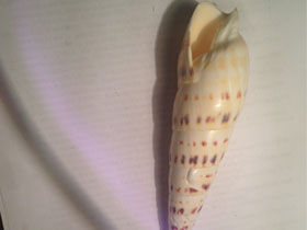 Смотреть фото Пятнистая теребра Фото Пятнистая теребра