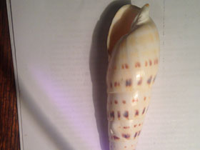 Смотреть фото Пятнистая теребра Фото Пятнистая теребра