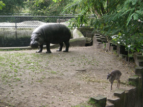 Смотреть фото Карликовый бегемот Фото Карликовый бегемот