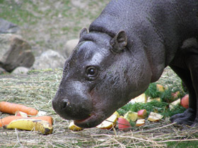 Смотреть фото Карликовый бегемот Фото Карликовый бегемот