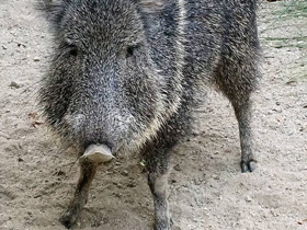 Смотреть фото Чакский пекари Фото Чакский пекари