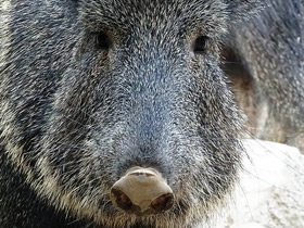 Чакский пекари Чакский пекари