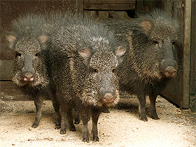 Смотреть фото Чакский пекари Фото Чакский пекари