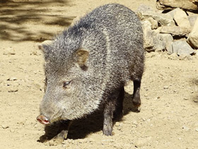 Смотреть фото Ошейниковый пекари Фото Ошейниковый пекари