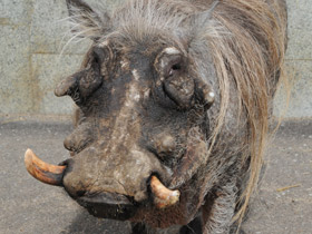 Фото Пустынный бородавочник