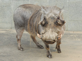 Фото Пустынный бородавочник