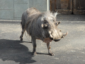 Фото Пустынный бородавочник