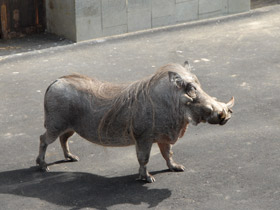 Фото Пустынный бородавочник