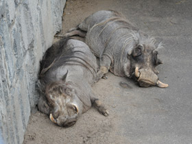 Фото Пустынный бородавочник