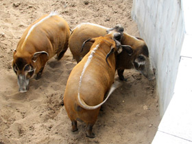 Смотреть фото Кистеухая свинья Фото Кистеухая свинья