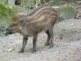 Смотреть фото Висайская бородавчатая свинья Фото Висайская бородавчатая свинья