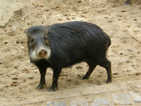 Смотреть фото Белобородый пекари Фото Белобородый пекари