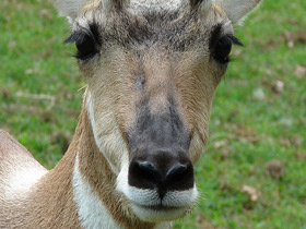 Смотреть фото Вилорог Фото Вилорог